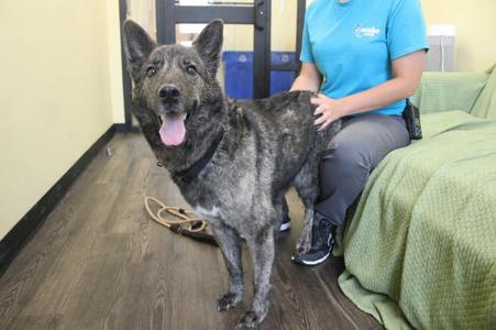 Emmie, German Shepherd Dog / Mixed Breed, adult, available for adoption