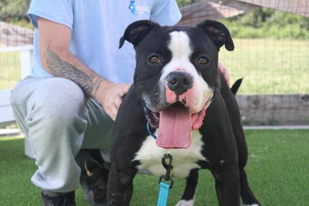 Boulderface, American Bulldog / American Bully, adult, available for adoption