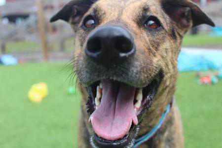 Riley, German Shepherd Dog / Hound, adult, available for adoption
