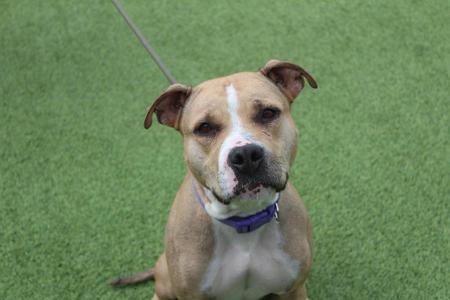 A tan and white pit bull dog with a purple collar sits on a green turf surface, looking at the camera.