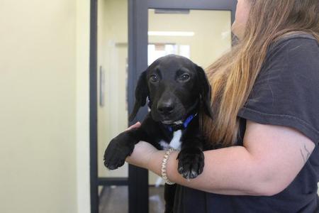 Ink, Black Labrador Retriever / Basset Hound, puppy, available for adoption