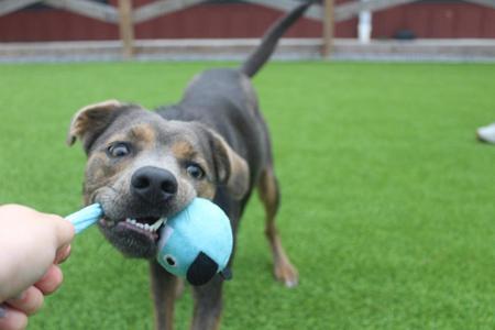 A dog playing with a blue toy on a green lawn.