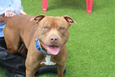 A brown pitbull dog with a blue collar is sitting on green grass with a person's legs visible next to it.