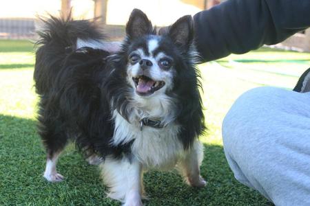 Casket Jones, Chihuahua, senior, available for adoption
