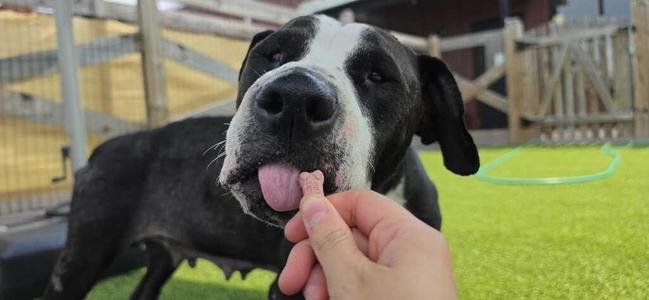 Peppercorn, Pit Bull Terrier, adult, available for adoption
