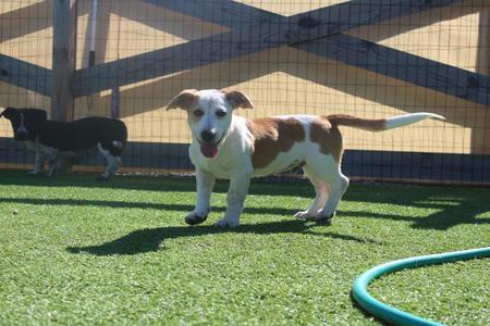 A brown and white dog standing on green artificial grass in front of a wooden fence.
