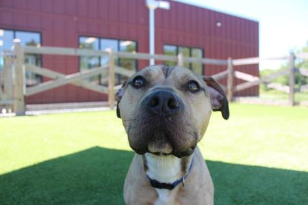 Anchor, Pit Bull Terrier, adult, available for adoption