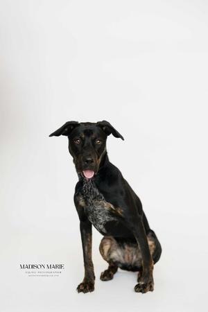 A black dog with a white patch on its chest is sitting on a white background. The dog has its mouth open, showing its tongue, and is looking directly at the camera. The text 'MADISON MARIE' is visible in the bottom left corner of the image.