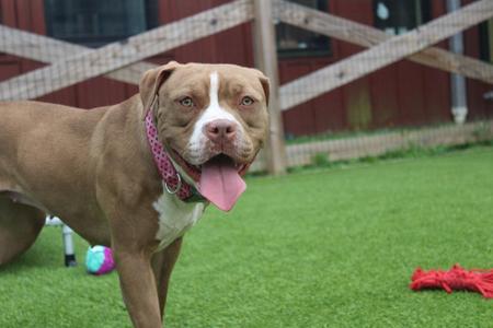 A brown and white dog with a pink collar standing on a green lawn, with a red toy and a purple ball nearby.