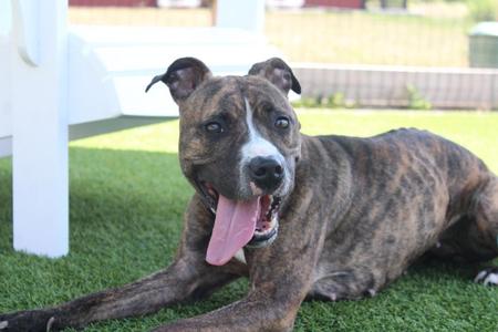 Button, Pit Bull Terrier, adult, available for adoption
