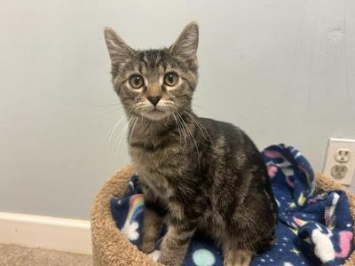 Orion, kitten, available for adoption