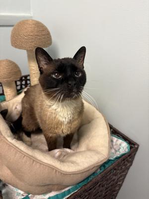 Sesame, senior, available for adoption