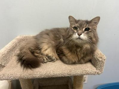 Sweetie Pie, senior, available for adoption