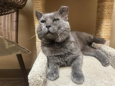 Curry, adult, available for adoption