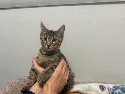 A gray tabby kitten being held by a person's hands.