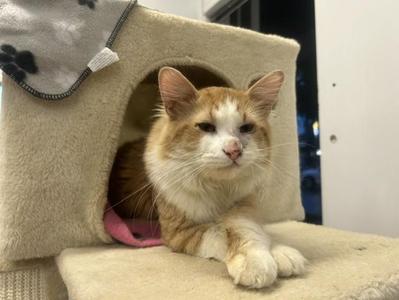 Asher, adult, available for adoption