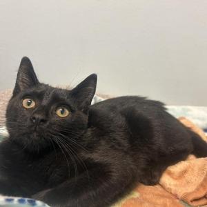 Queen, kitten, available for adoption