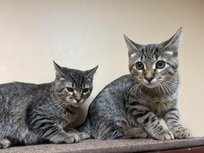 Gilligan and Skipper, kitten, available for adoption