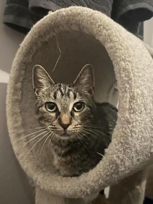 A tabby cat with green eyes is peeking out from a cozy, circular cat bed made of soft, beige fabric. The cat's fur has a mix of gray and black stripes, and its ears are perked up, giving it an alert and curious expression. The background is slightly blurred, focusing attention on the cat.