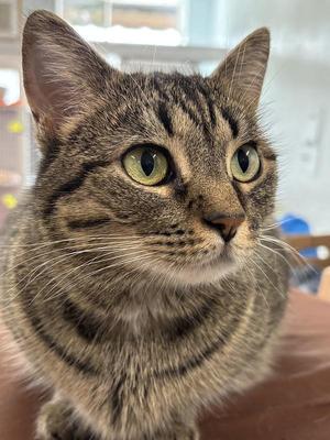 A close-up of a tabby cat with green eyes, looking directly at the camera.