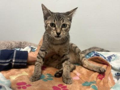 Sassafras, kitten, available for adoption