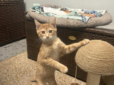 Leo, kitten, available for adoption