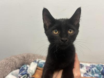 Gemini, kitten, available for adoption
