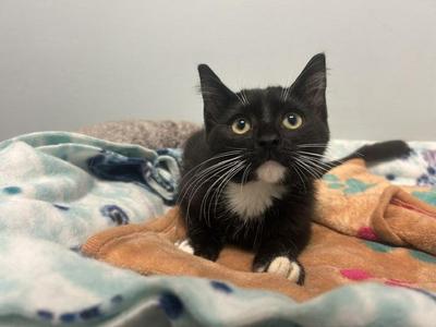 Bangles, kitten, available for adoption