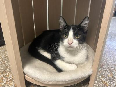 Aerosmith, kitten, available for adoption