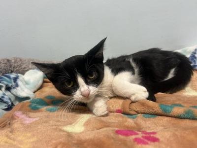 Metallica, kitten, available for adoption