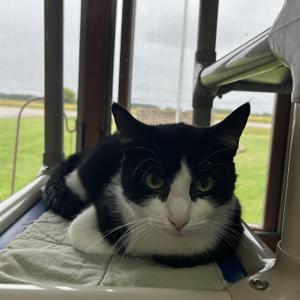 Fern, adult, available for adoption