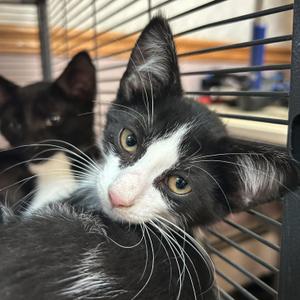 Kanti, young, available for adoption
