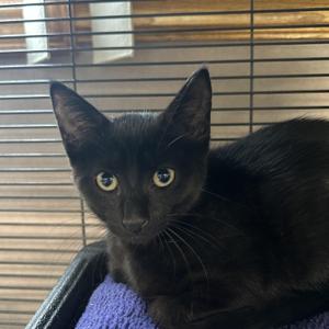 Ravi, young, available for adoption