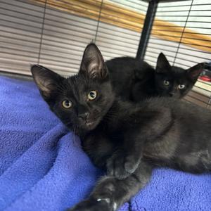 Arun, young, available for adoption