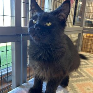 Licorice, adult, available for adoption