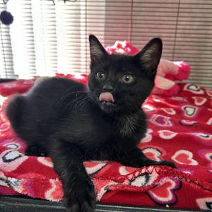 Jolene, young, available for adoption