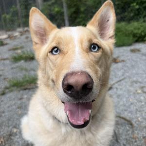 Chief, Siberian Husky / German Shepherd Dog, adult, available for adoption
