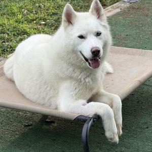 Athena, Siberian Husky, young, available for adoption