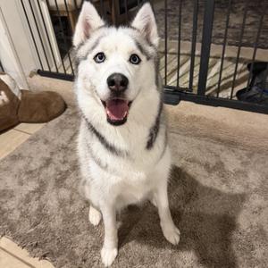 Aurora, Siberian Husky, adult, available for adoption