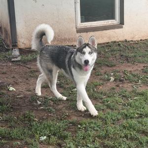 A Siberian Husky dog with blue eyes and a black and white coat is standing on a patch of grass and dirt in front of a house. The dog's tongue is out, and it appears to be panting or smiling. The dog's tail is curled up over its back.