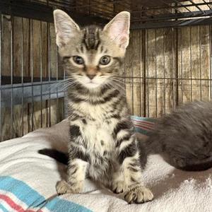 Aya, young, available for adoption
