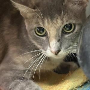 A close-up of a gray cat with green eyes, looking directly at the camera.