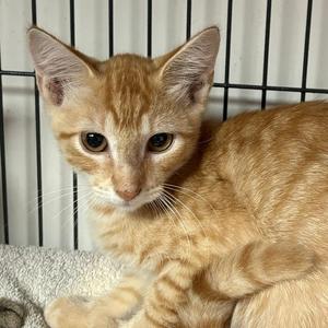 Dorito, young, available for adoption