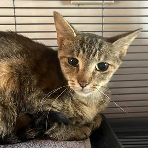 Daisy, young, available for adoption