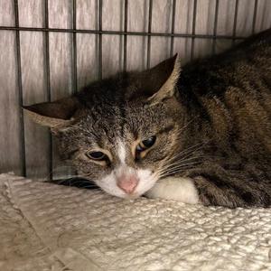 Cricket, adult, available for adoption