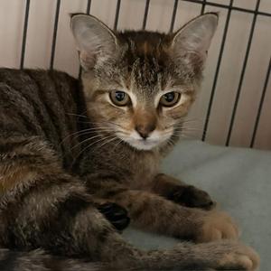 Daphne, young, available for adoption