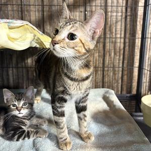 Cleo, adult, available for adoption