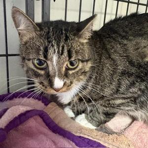 Chloe, adult, available for adoption