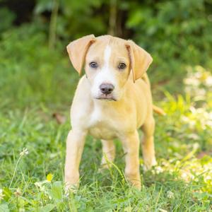 Kevin, Hound, puppy, available for adoption