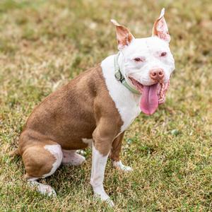 Chicken Wing (FKA Ghost), Terrier, adult, available for adoption